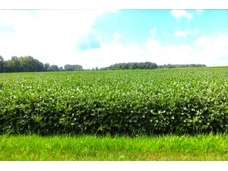 Property photo 1 - LAND AUCTION - 314+/- ACRES OFFERED IN 4 TRACTS IN WHITE COUNTY, INDIANA